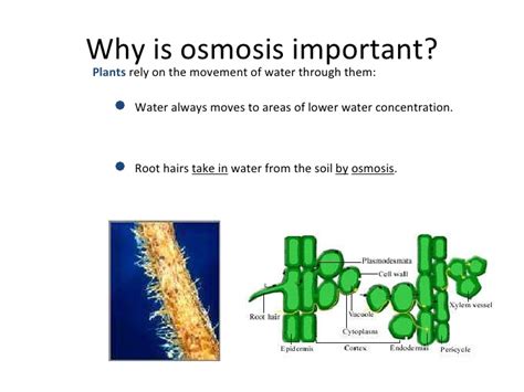 Maybe you would like to learn more about one of these? Osmosis 1