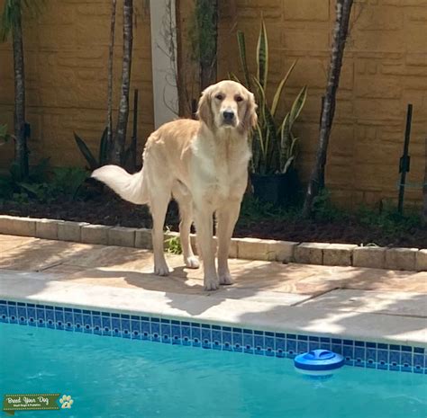Golden Retriever Looking For A Girlfriend Stud Dog In Miami Dade