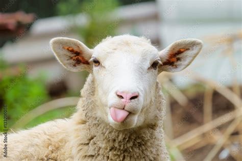 Funny Sheep Portrait Of Sheep Showing Tongue Stock Foto Adobe Stock