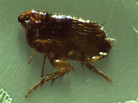 What Are The Signs Of A Flea Infestation Pest Control Fleas Rhode