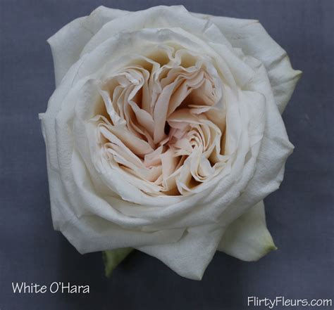 The White Garden Rose Study With Alexandra Farms Flirty Fleurs The