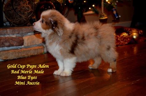 Welcome to spur strap miniature australian shepherds! Gold Cup Pups, Miniature Australian Shepherd Breeder in ...