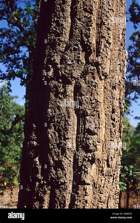 Bark. Shorea Robusta. Family: Dipterocarpaceae. Sal tree. A large tree