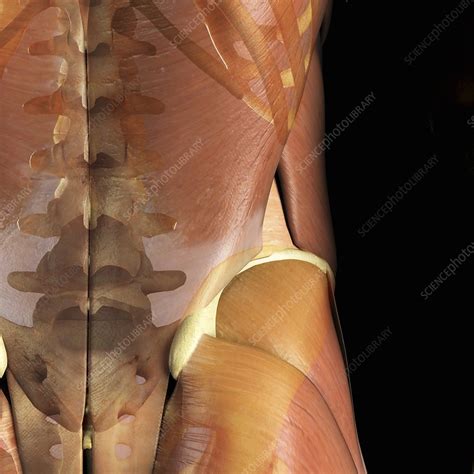 The spinal erectors are thought of as the lower back muscles. Muscles and Bones of the Lower Back - Stock Image - C020/1989 - Science Photo Library