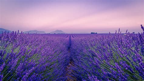 Download Wallpaper 1920x1080 Lavender Field Flowers Bloom Horizon