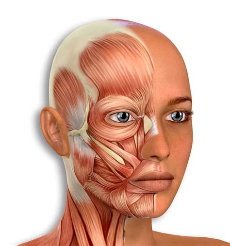 3d Illustration Of Female Face Muscles Anatomy — Stock Photo