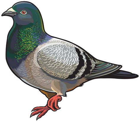 Pidgeon Clipart 20 Free Cliparts Download Images On Clipground 2023