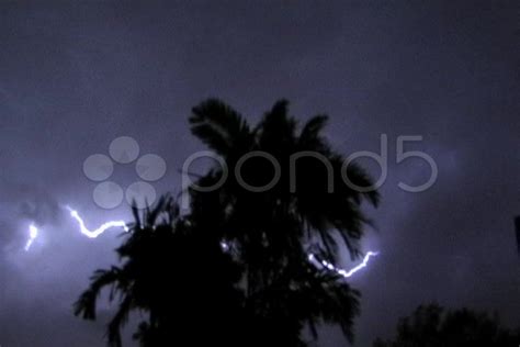 Thunderstorm Lightning Palm Trees 4x3 Stock Footagepalmlightning