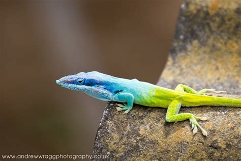 Cuban Blue Knight Anole Lizard Cienfuegos Cuba Andrew Wragg Flickr