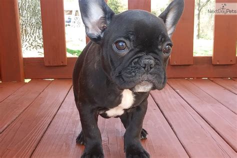 Mcdelivery (up to 1.5 miles) open 24/7. Twila: French Bulldog puppy for sale near Springfield ...