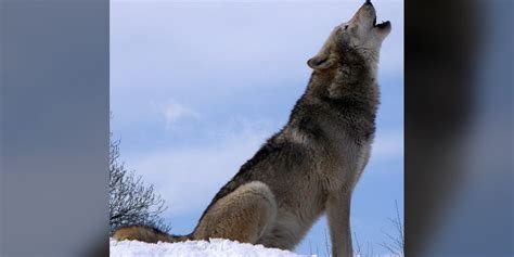 Us Plans To Lift Protections For Gray Wolves