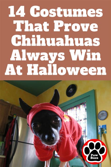 Check Out These 14 Halloween Costumes That Prove Chihuahuas Always Win