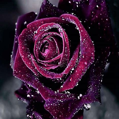 Dark Purple Roses Wallpaper 46 Images