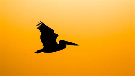 Wallpaper Pelican Bird Silhouette Dark Fly Hd Widescreen High