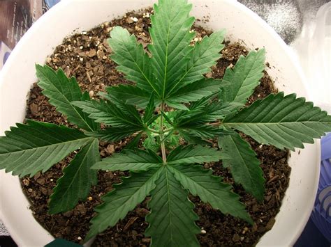 Miracle grow will just grow your grass longer which could make a miracle grow is a propriety plant food. miracle grow soil - Sick Plants and Problems