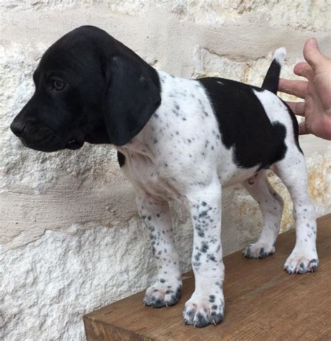 Blackwhite German Shorthaired Pointer Puppy