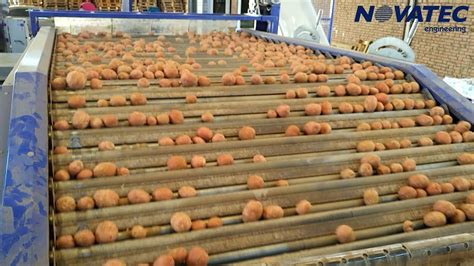 Novatec Sorting Weighing And Packing Line For Potatoes Youtube
