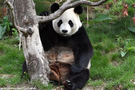 Pandas Need Our Love — Giant Panda Pairi Daiza By Mandenno Photography