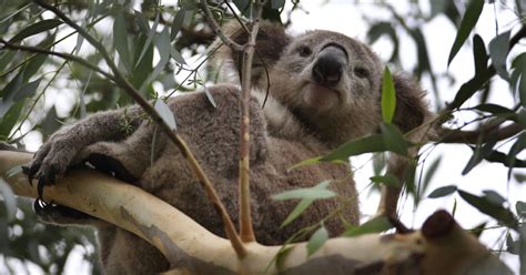 Koala Genome Discovery St George And Sutherland Shire Leader St
