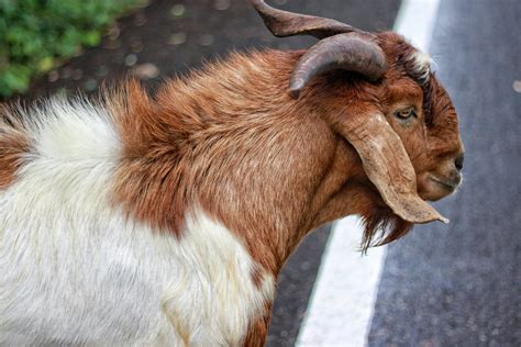 Animal Goat 4k Ultra Hd Wallpaper