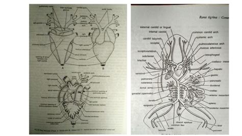 Circulatory System Of Frog Online Biology Notes