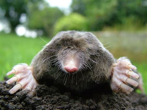 Nixalite pest bird and wildlife control products really work for commercial & home use. How To Get Rid of Moles in Your Yard and Garden with ...