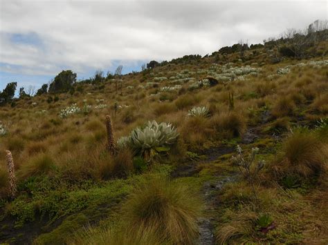 Mount Kenya Afro Alpine Vegetation Above The Tree Line On Flickr