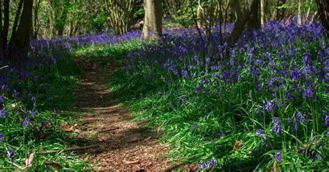 Beautiful Bluebells Readers Share Stunning Woodland Photos Coventrylive