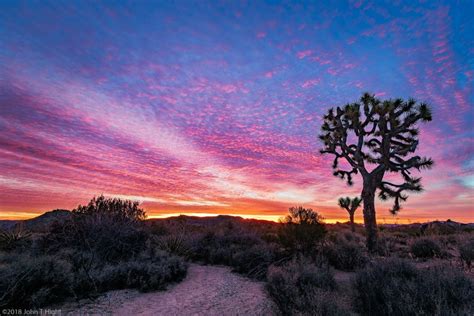 Desert Sunrise At Joshua Tree Photo Stream John Hight Desert