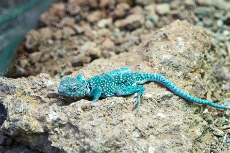 Blue Lizard — Stock Photo © Aragami12345 1669493