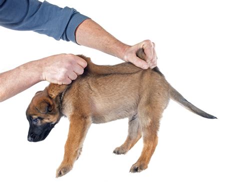Properly Handling Your Puppy Dogs And Cats Pet Care And Advice Plus