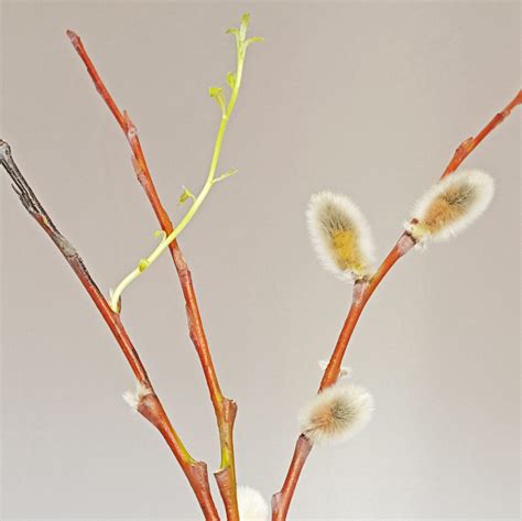 Growing Pussy Willow Catkins