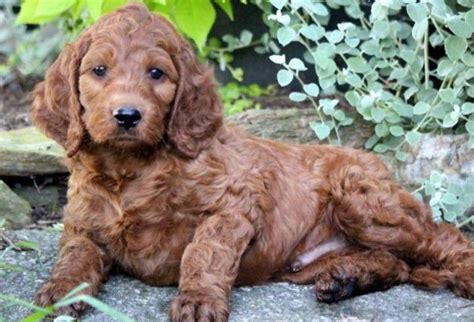 If you are unable to find your irish doodle puppy in our puppy for sale or dog for sale sections, please consider looking thru thousands of irish doodle dogs for adoption. Irishdoodle Puppies For Sale | Puppy Adoption | Keystone ...