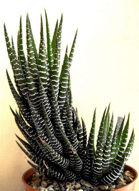 Zebra Cactus Haworthia How To Grow Care