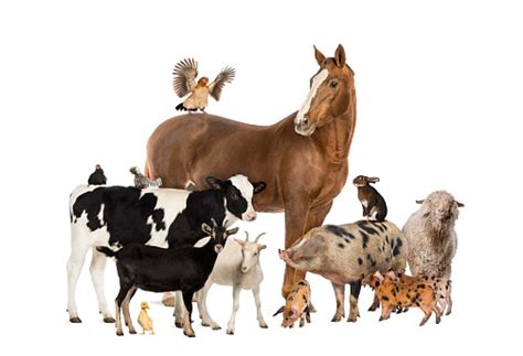 Group Of Farm Animals Stock Photo Download Image Now Istock