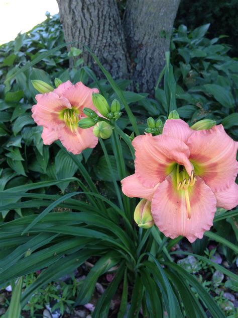 Daylilies by Linden tree | Plants, Linden tree, Daylilies