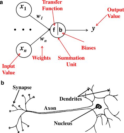 the structure of the most common ann model a and biological neural download scientific