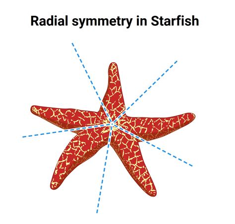Radial Symmetry Is Seen In Biology Questions