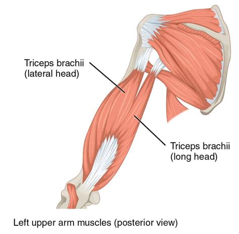 Biceps And Triceps Diagram