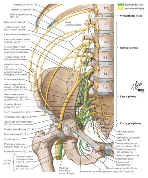 Nerves Of The Lumbar Spine Plexus Products Medical Anatomy Anatomy