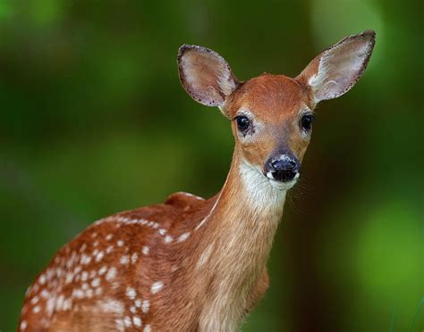 Whitetail Fawn Photograph By Gary Langley Fine Art America