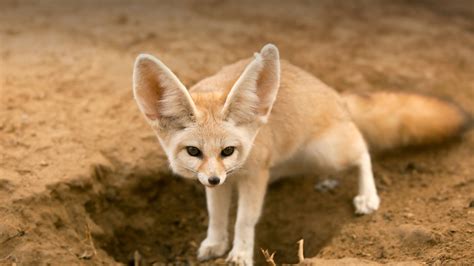 50 Fennec Fox Profile Facts Baby Pet Traits Size Range Mammal Age