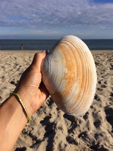 Clam Shell Nantucket Ma Nantucket Clam Shell Clams