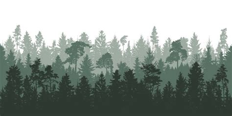 Evergreen Forest Wallpaper