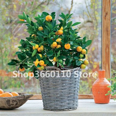 40pcs Bonsai Orange Potted Edible Tangerine Citrus Fruit Dwarf Orange