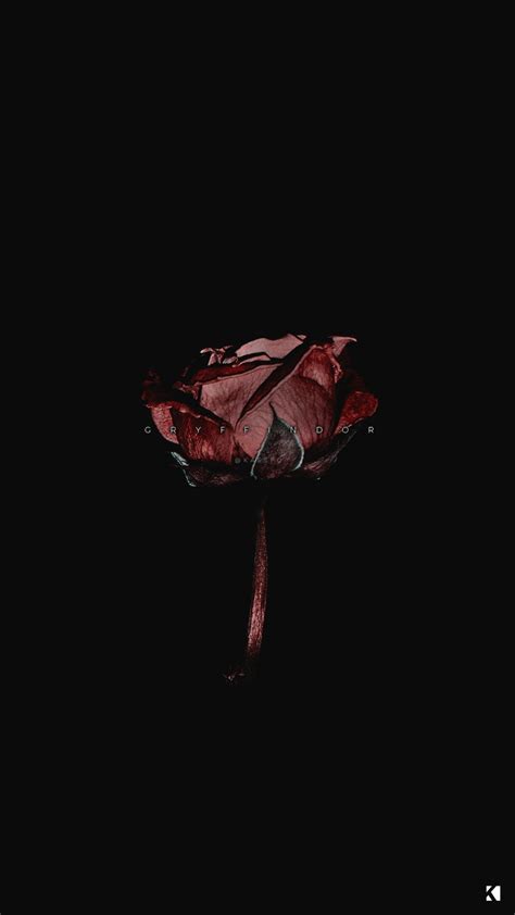 Dark Roses Aesthetic Wallpapers On Wallpaperdog