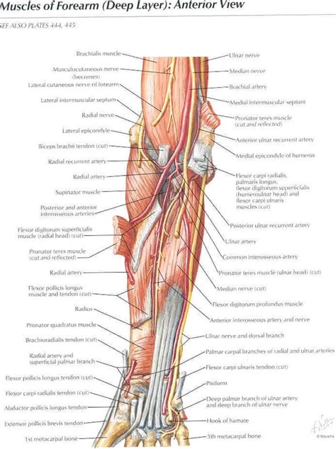 Deep Muscles Of The Forearm And Elbow Netter Upper Limb Anatomy