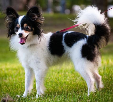 Papillon Butterfly Dog Breed Information And Images K9rl