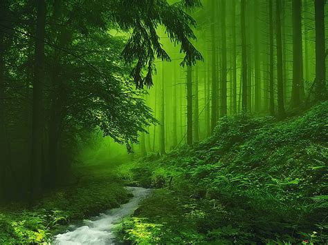 Green Foggy Forest 4k Wallpaper Download