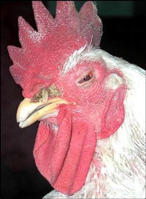 Mycoplasma Gallisepticum Infection In Poultry Poultry Msd